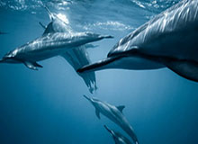 乐鱼官网：一站式娱乐与信息生态，开启全新生活方式